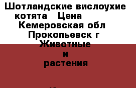 Шотландские вислоухие котята › Цена ­ 3 500 - Кемеровская обл., Прокопьевск г. Животные и растения » Кошки   . Кемеровская обл.,Прокопьевск г.